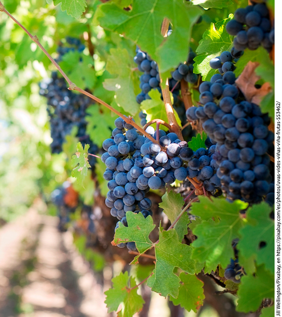 Evaluación del estrés hídrico y de tres índices de vegetación en la uva de vino, Vitis vinifera, en el Valle de Guadalupe, Baja California, México